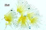 Schiacciamenti della fase “Microspongium gelatinosum” con organi uniloculari